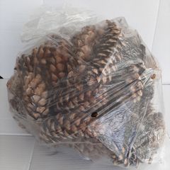 Pine Corns large plastic bag for crafts/decorations etc