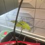 Tree plant Image 3