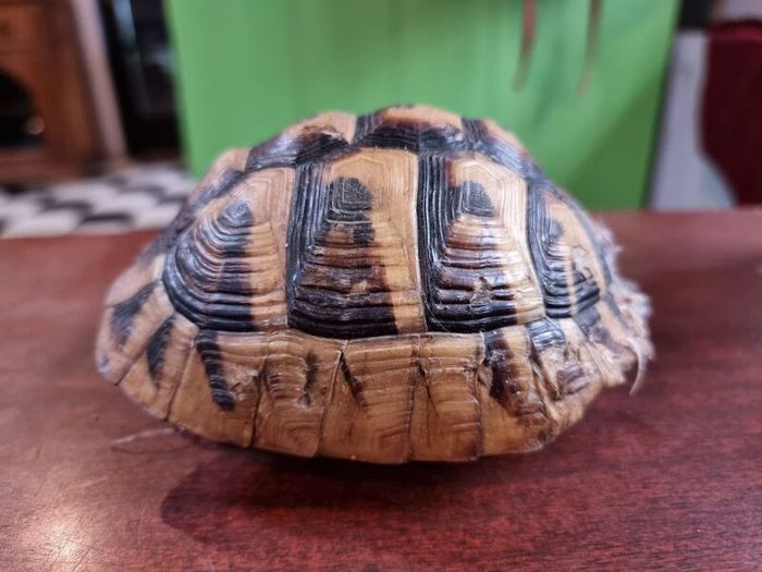 Antique turtle shell