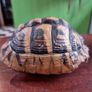 Antique turtle shell Image 3