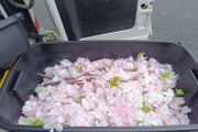 pink blossom branches x20