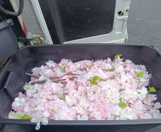 pink blossom branches x20
