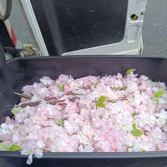 pink blossom branches x20