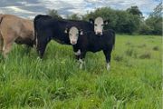 Hereford first calver and heifer calve