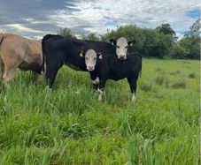Hereford first calver and heifer calve