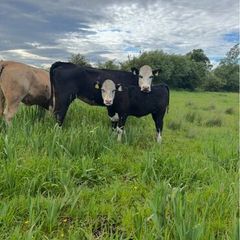 Hereford first calver and heifer calve