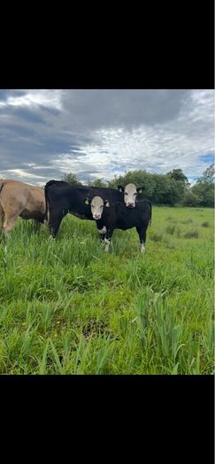 Hereford first calver and heifer calve