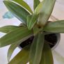 plant tradescantia Image 3