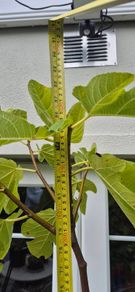 Fig tree, over 7 foot tall Peters Honey fig