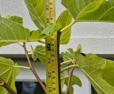 Fig tree, over 7 foot tall Peters Honey fig