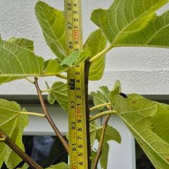 Fig tree, over 7 foot tall Peters Honey fig