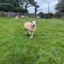 Texel rams for sale Image 5