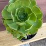 Large 8-Headed Aeonium Blushing Beauty Image 2