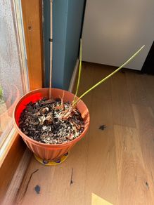 Parlor palm