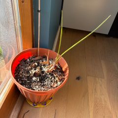 Parlor palm