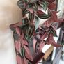 trailing artificial plant Image 2