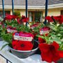 Summer Bedding, Trailing Plants Image 3