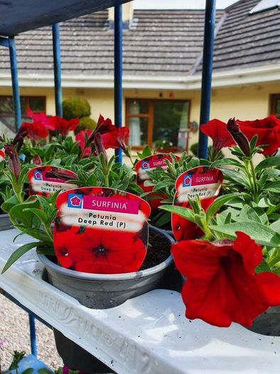 Summer Bedding, Trailing Plants