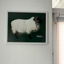 Blackface Mountain Sheep Achill, 2D framed 16 x 12 inch Image 5