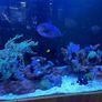 1000L Marine fish tank Image 9