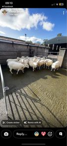 Sheep