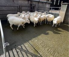 Sheep