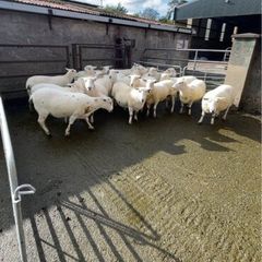 Sheep
