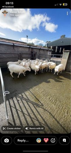 Sheep