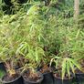 Clumping bamboo non invasive 1L pot Image 2