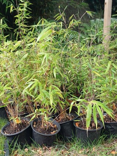 Clumping bamboo non invasive 1L pot