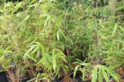 Clumping bamboo 1L