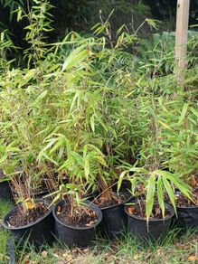 Clumping bamboo 1L
