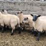 Ewe Lambs Image 10