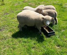Dorset Ram Lambs