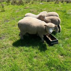 Dorset Ram Lambs