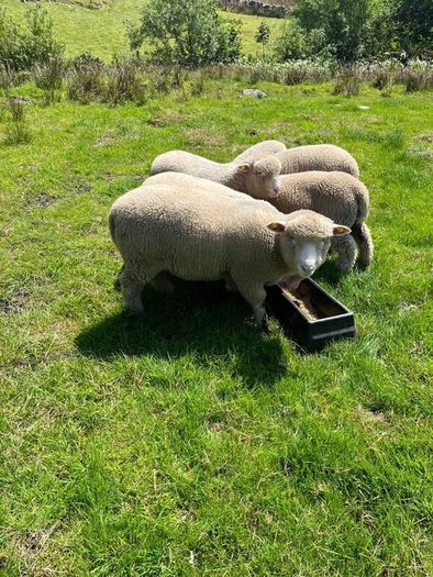 Dorset Ram Lambs