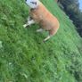 Texel  ram lamb Image 8