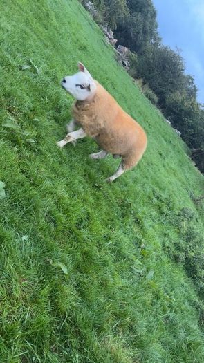 Texel  ram lamb