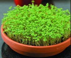 Garden Cress Seeds