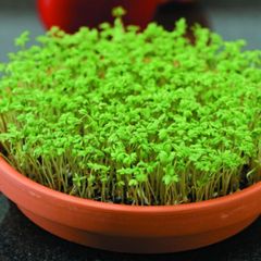 Garden Cress Seeds