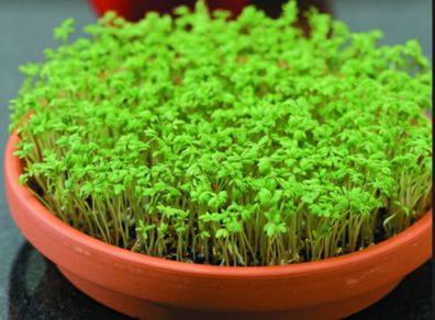 Garden Cress Seeds