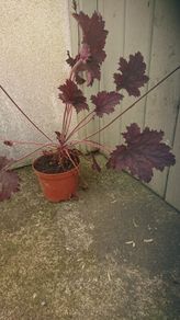 plants