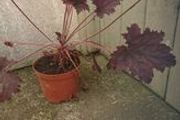 plants