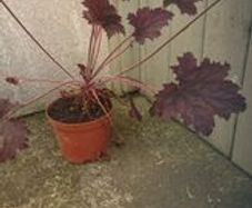plants