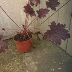 plants