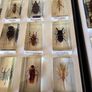insects in resin Image 3