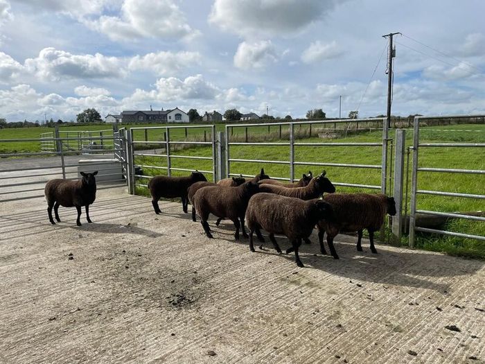 Sheep - Nine Dutch-spotted-Cross Hoggets 300 each