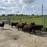 Sheep - Nine Dutch-spotted-Cross Hoggets 300 each Image 2