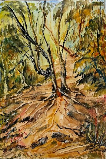 bray head forest walk watercolour