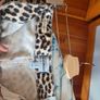 river island leopard print jeans Image 4